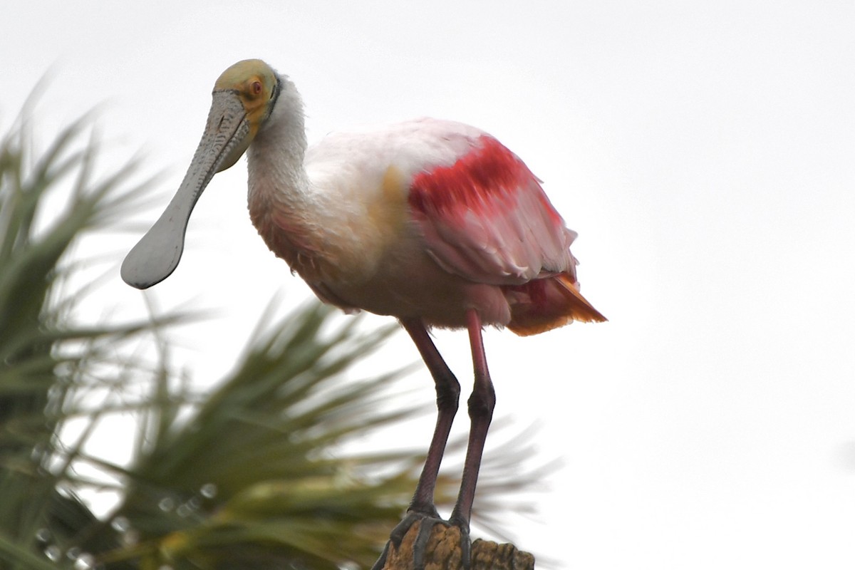 Roseate Spoonbill - ML628948486