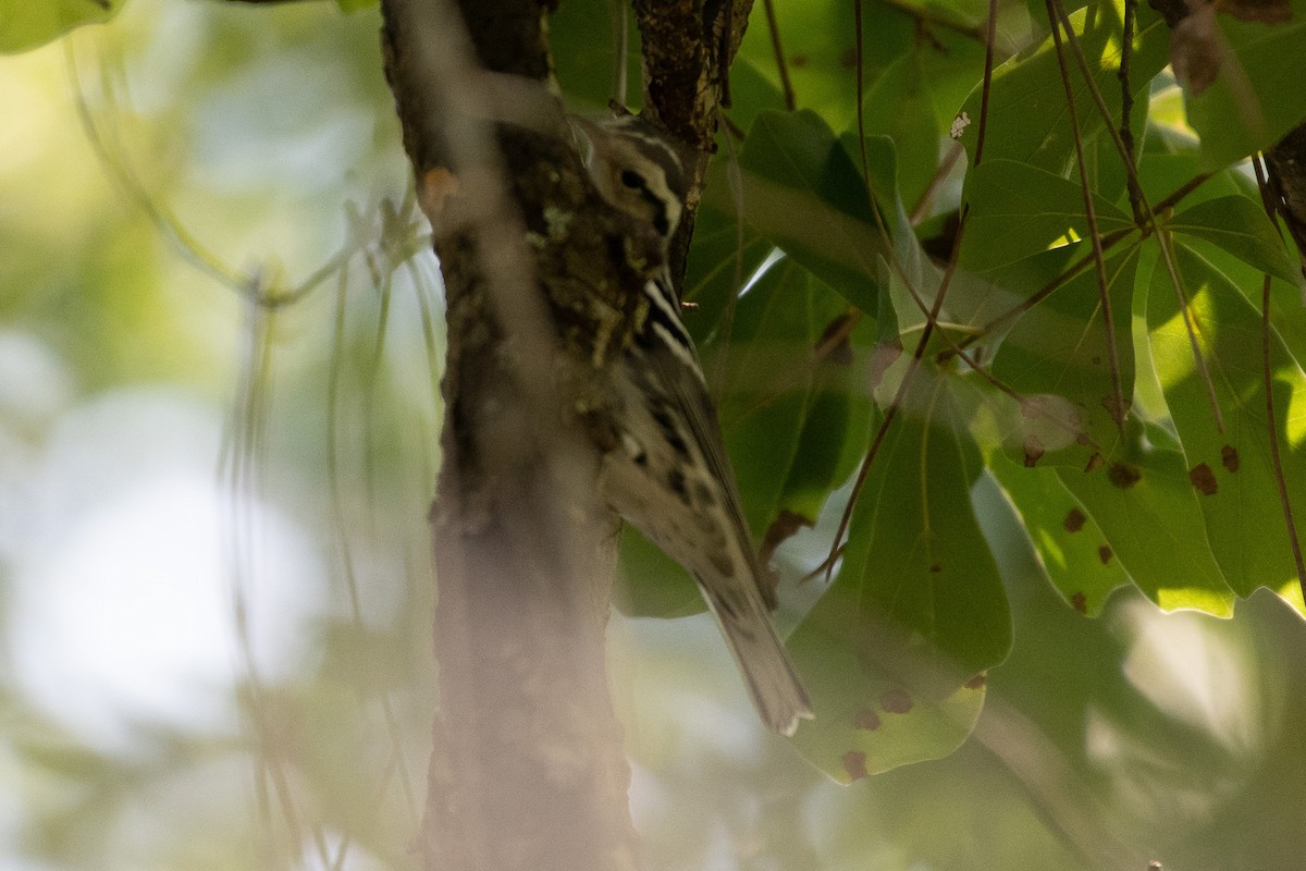 Black-and-white Warbler - ML628948489