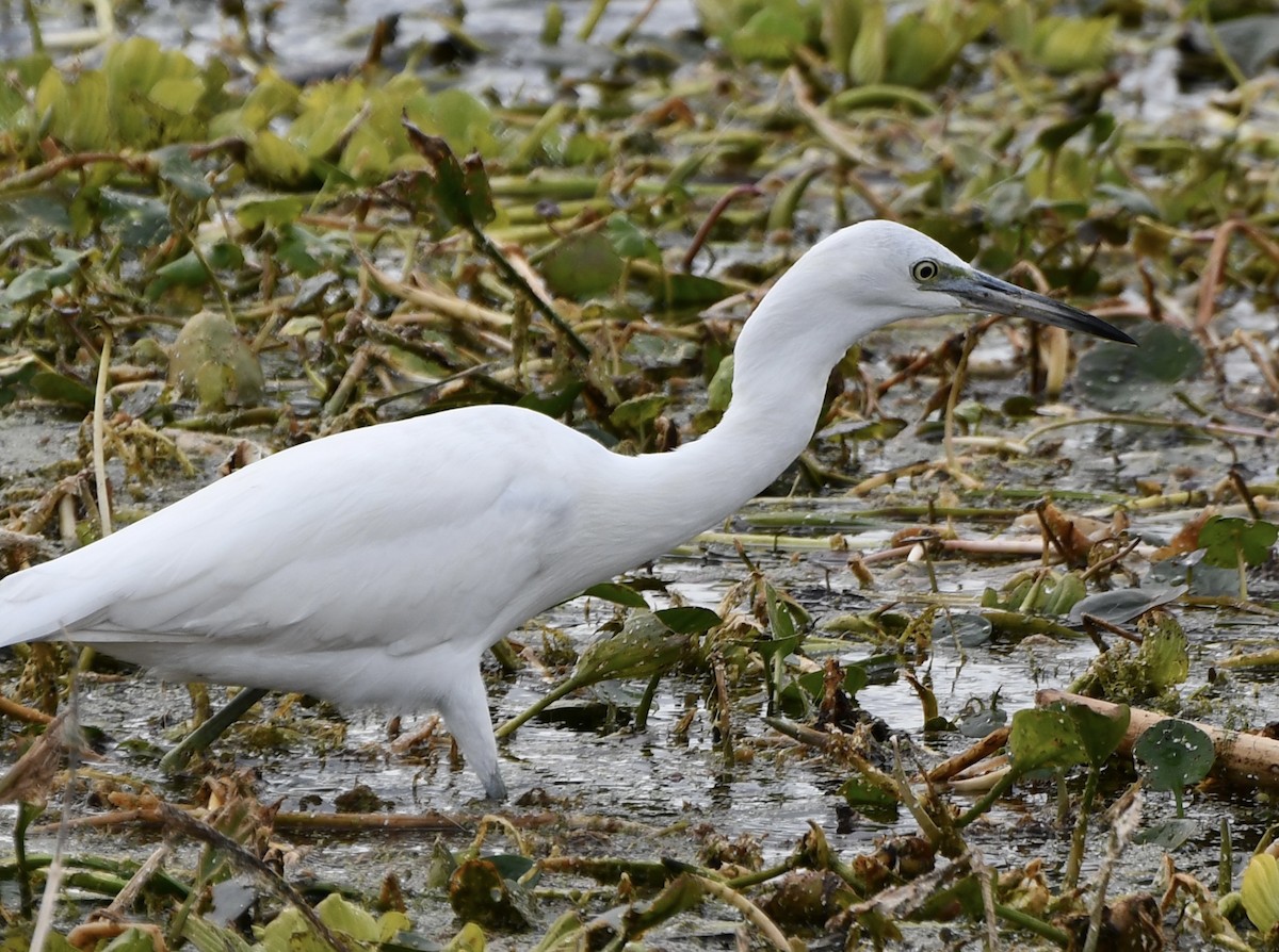 Little Blue Heron - ML628948492