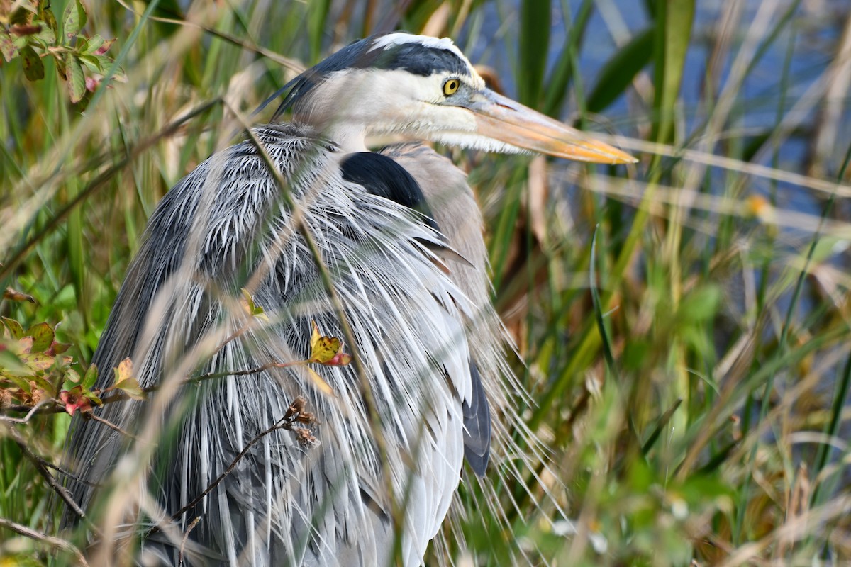 Great Blue Heron - ML628948513