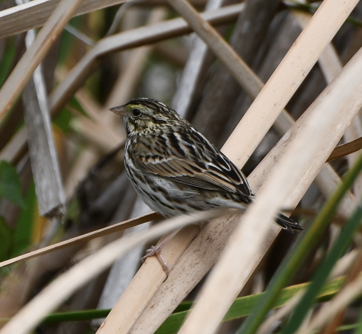 稀樹草鵐 - ML628948577