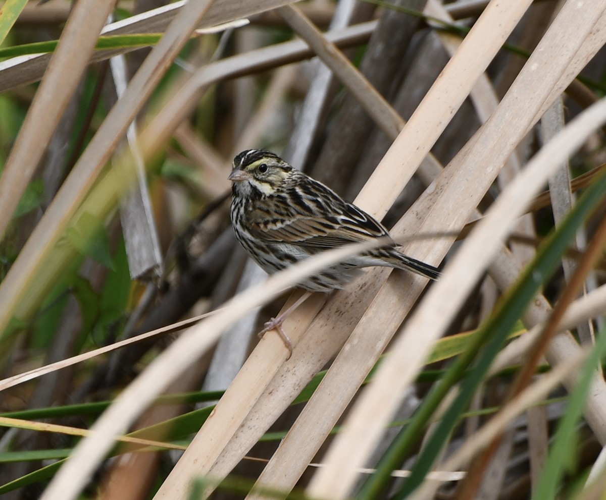 稀樹草鵐 - ML628948578