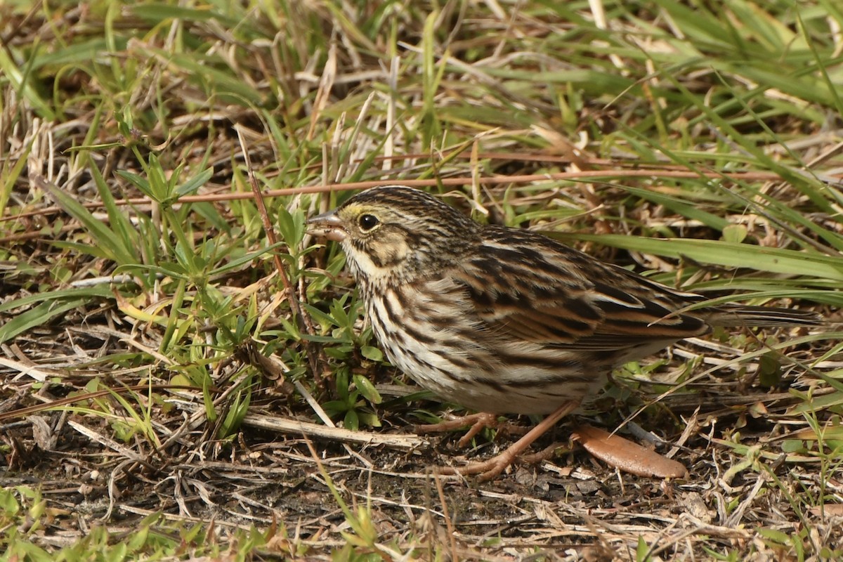 稀樹草鵐 - ML628948579