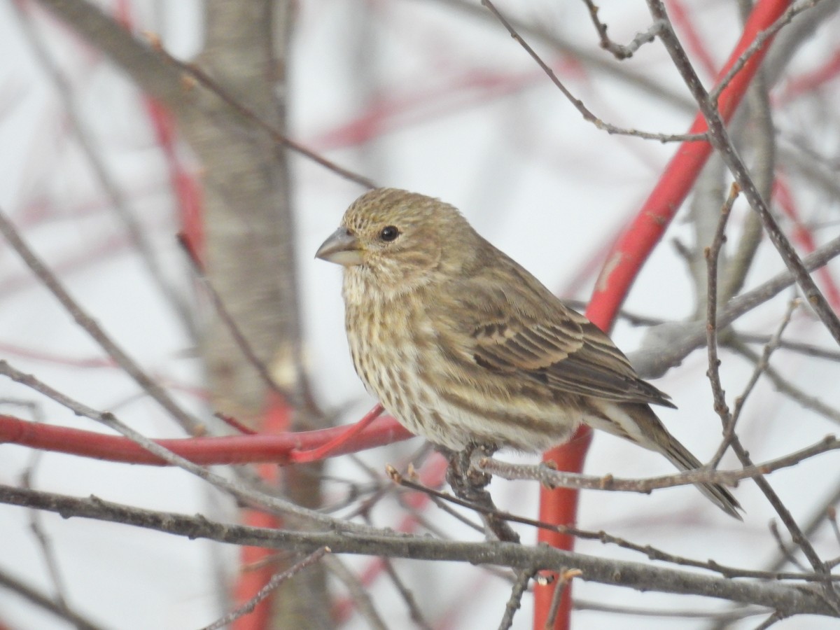 House Finch - ML628948596