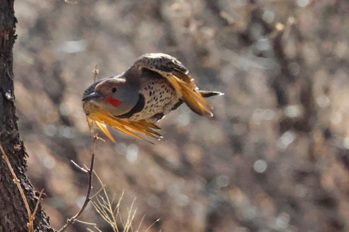 Gilded Flicker - ML628948625