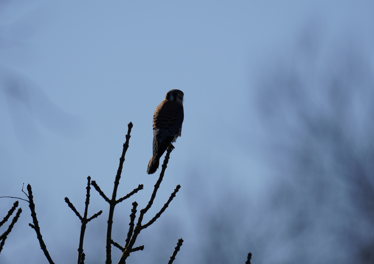 American Kestrel - ML628948712