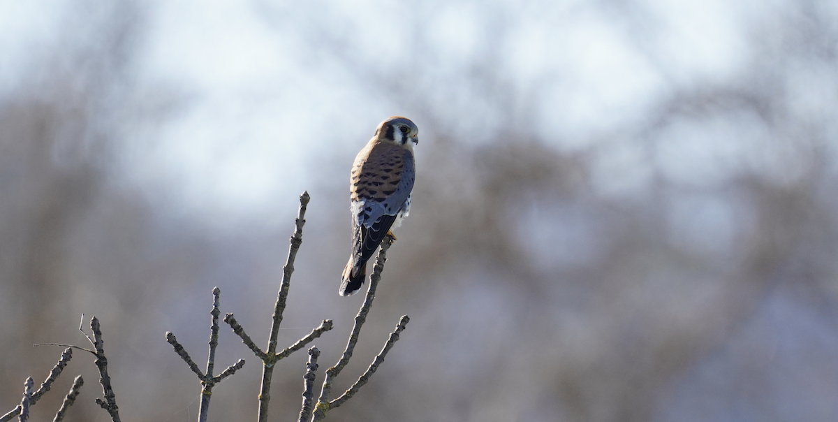 American Kestrel - ML628948713