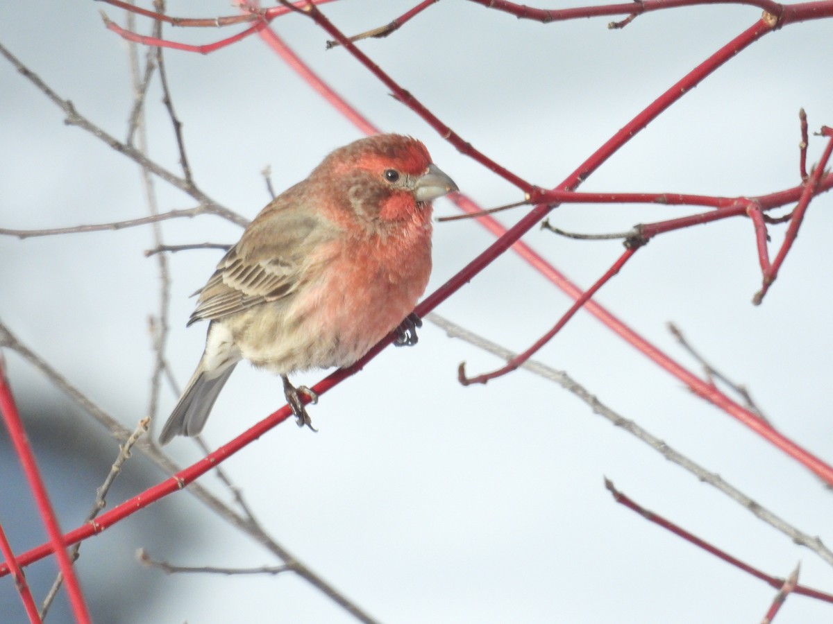 House Finch - ML628948766