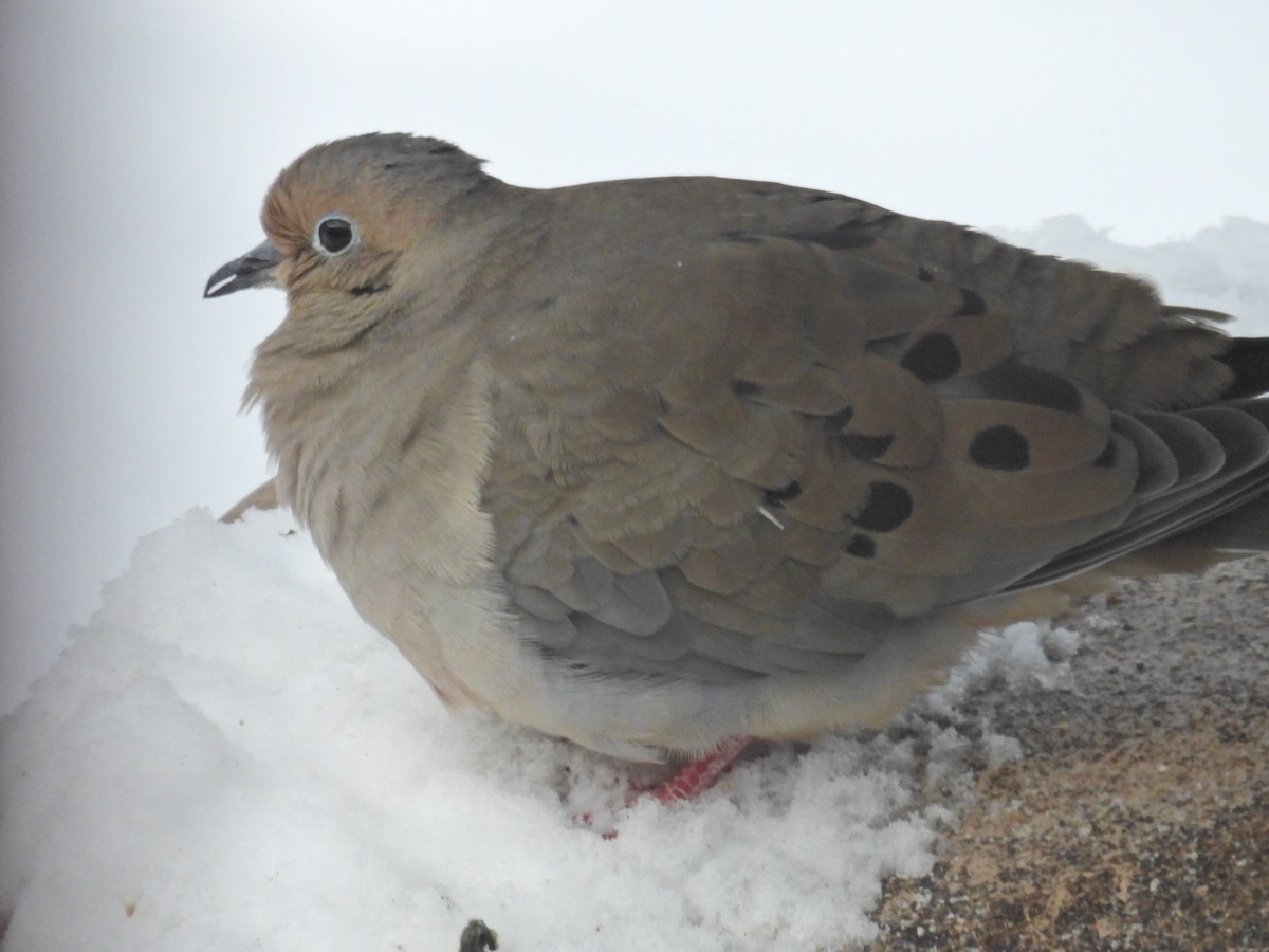 Mourning Dove - ML628948903