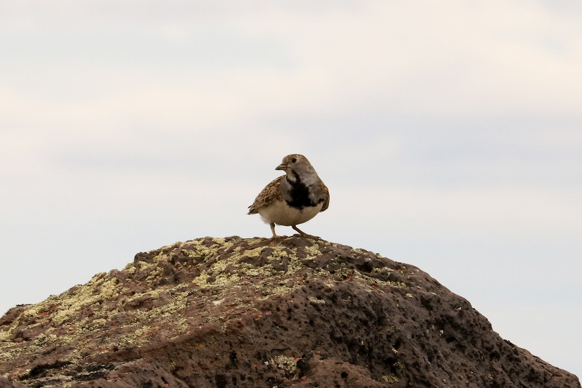 Least Seedsnipe - ML628948917