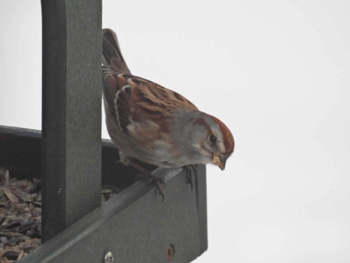 American Tree Sparrow - ML628948943