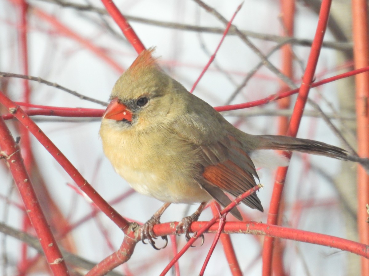 Northern Cardinal - ML628948974