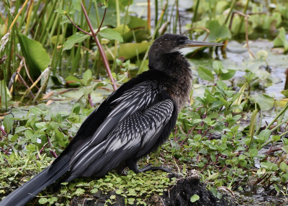 Anhinga - ML628948981