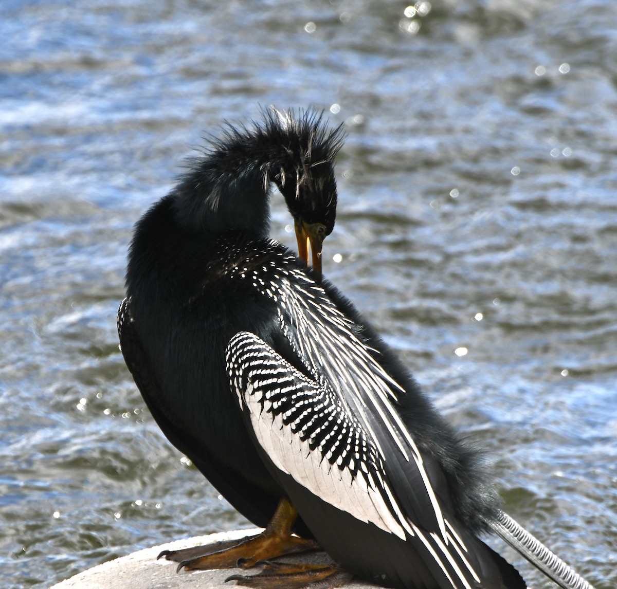 Anhinga - ML628948982