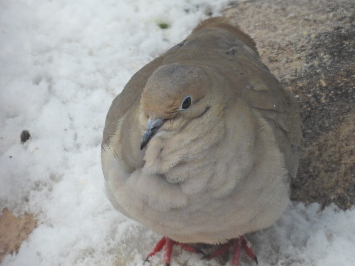 Mourning Dove - ML628948990