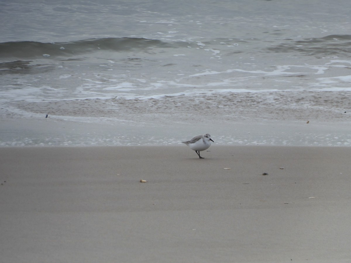 Гурвалж элсэг - ML628949007