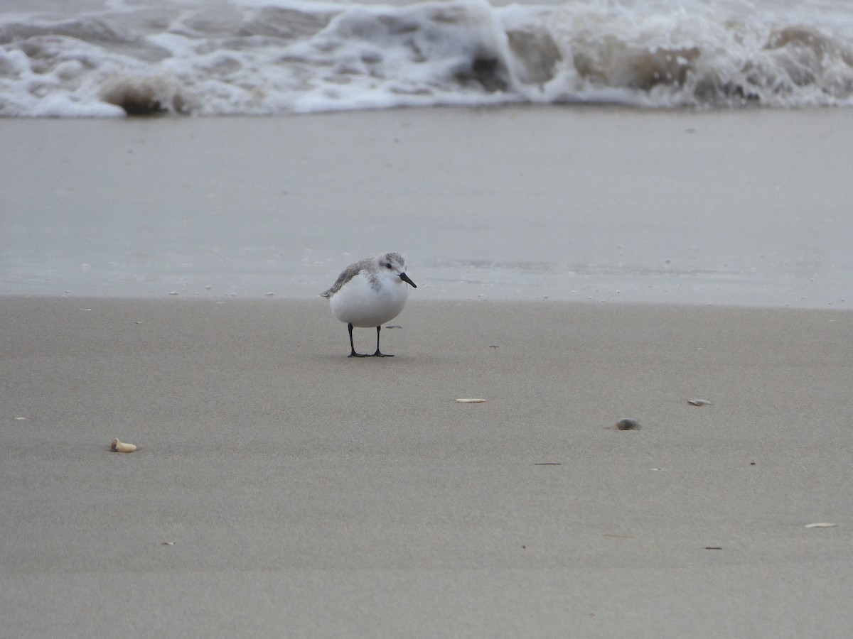 Гурвалж элсэг - ML628949008