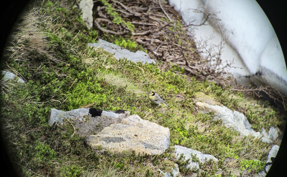 Yellow-bridled Finch - ML628949014