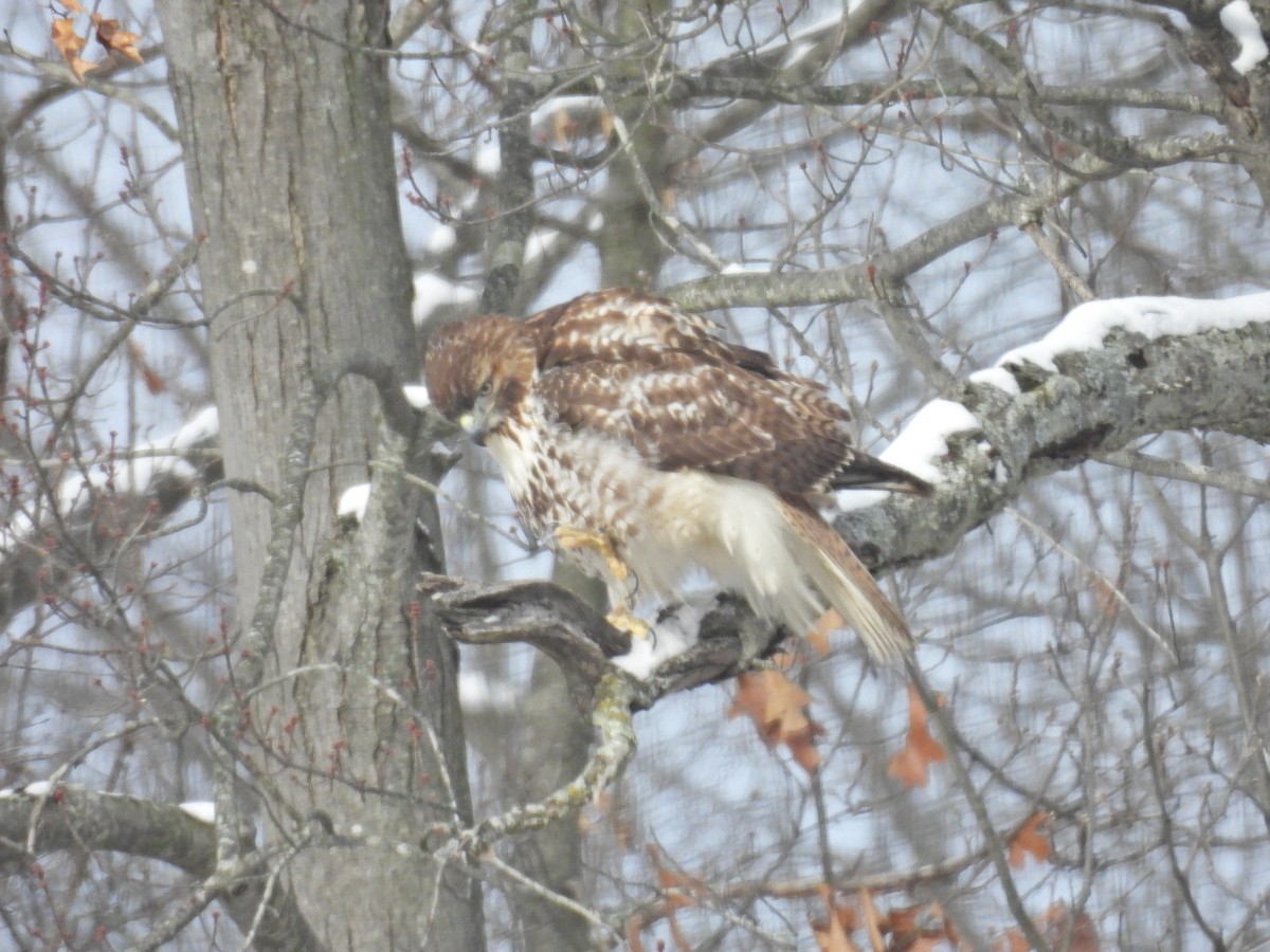 Red-tailed Hawk (borealis) - ML628949048