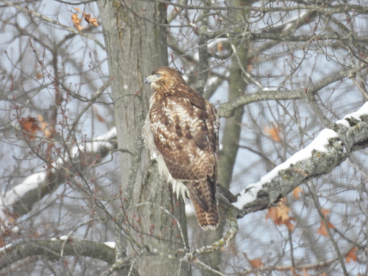 Red-tailed Hawk (borealis) - ML628949070