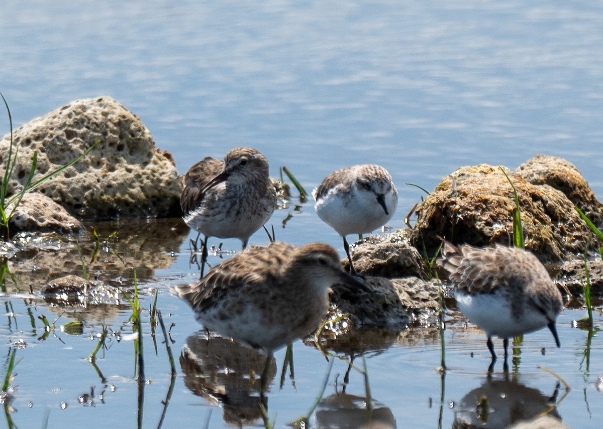White-rumped Sandpiper - ML628949078