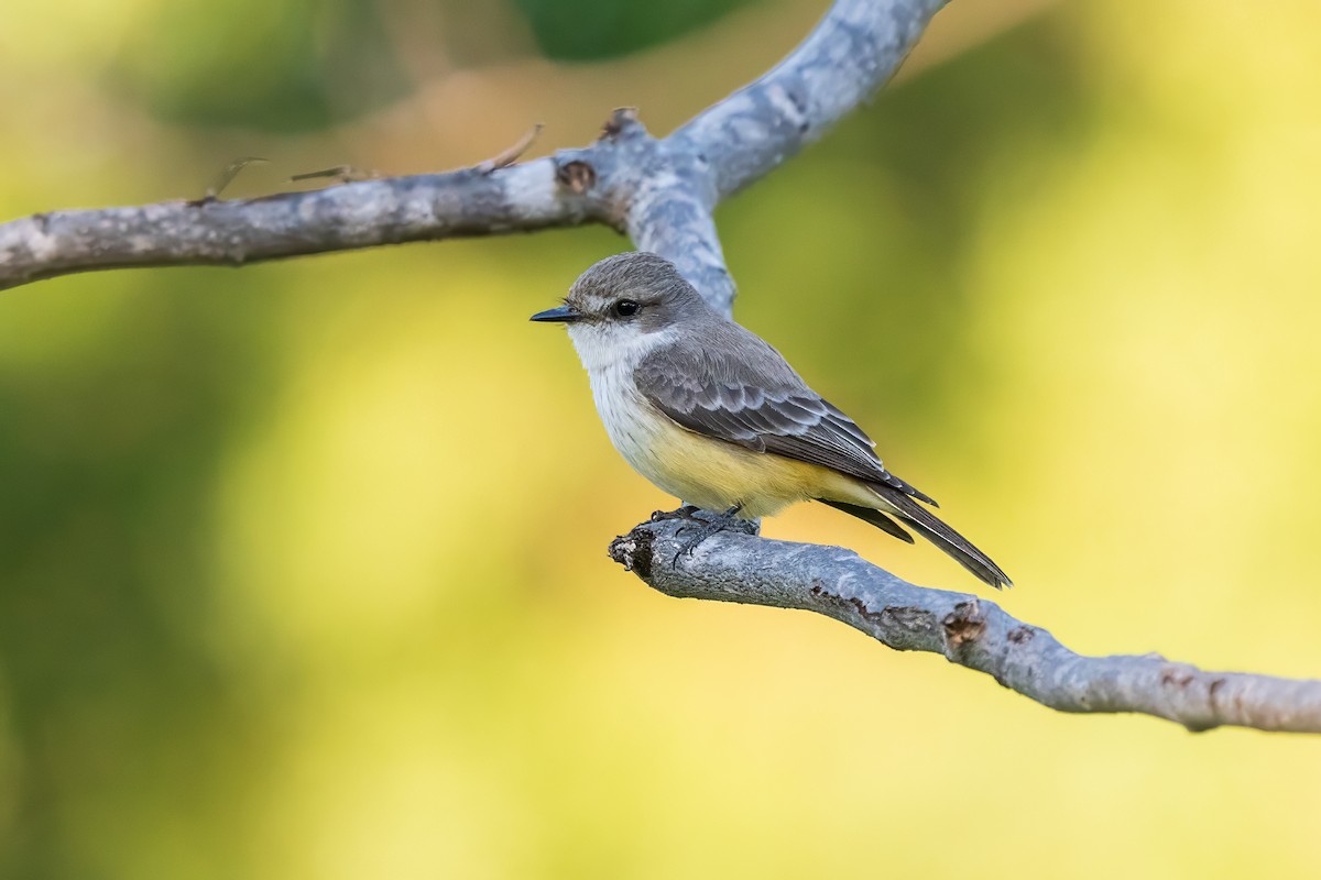 Vermilion Flycatcher - ML628949102