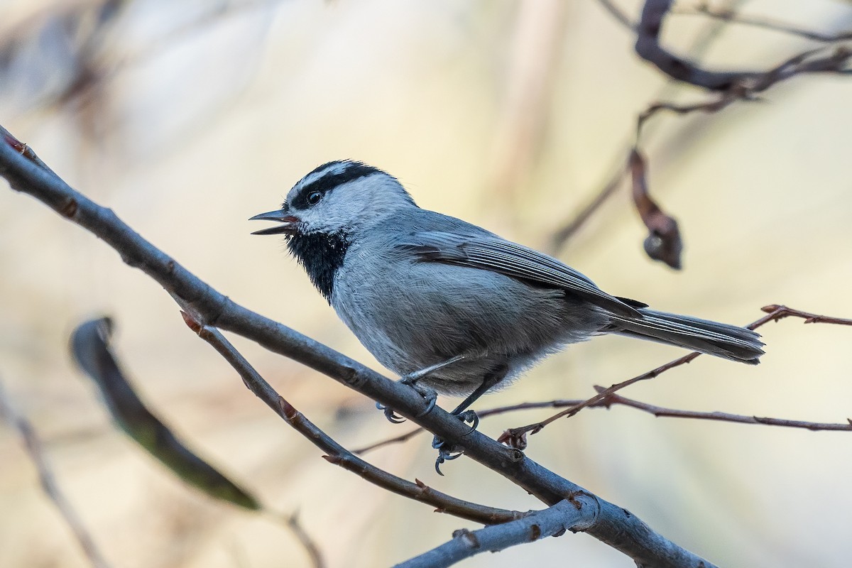 Mountain Chickadee - ML628949115