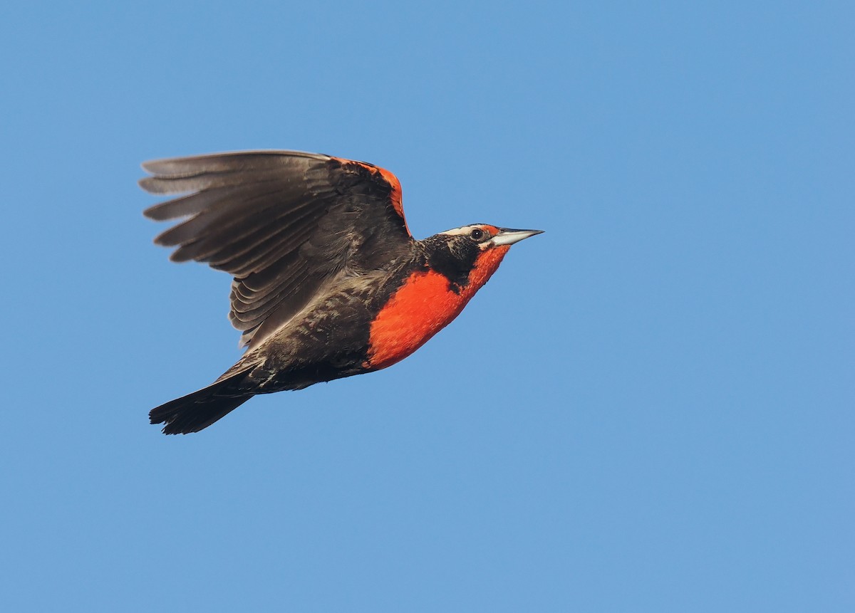 Pampas Meadowlark - ML628949157