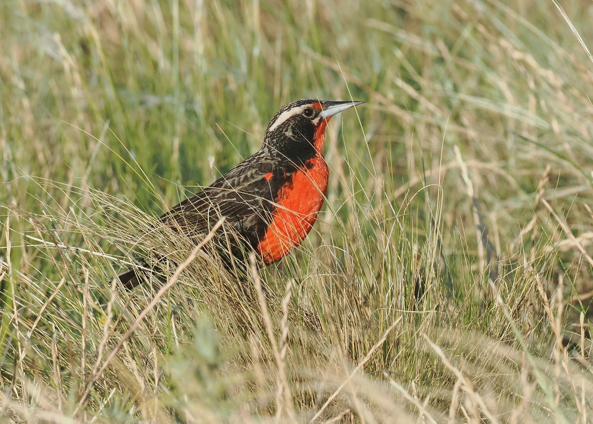 Pampas Meadowlark - ML628949218