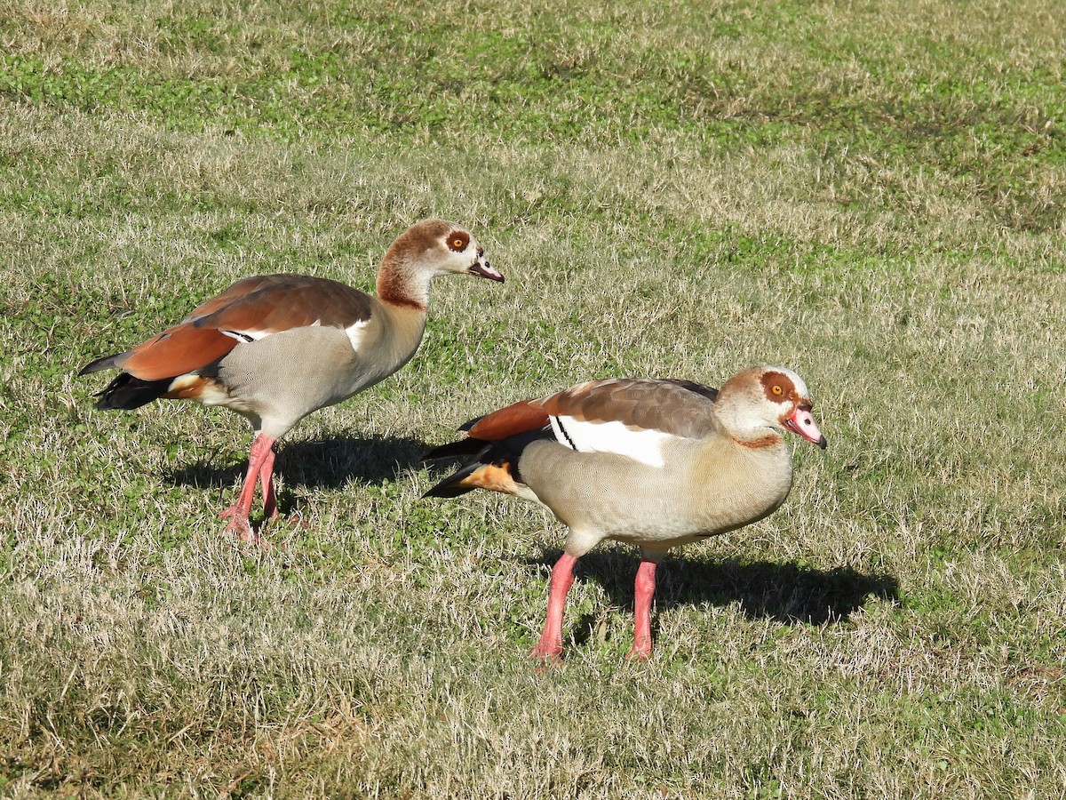 Egyptian Goose - ML628949225