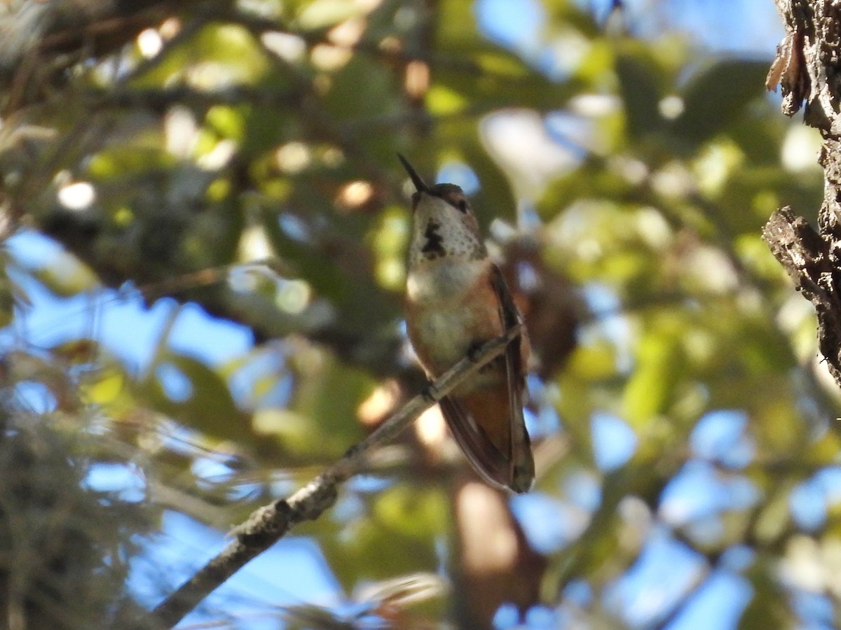 Rufous/Allen's Hummingbird - ML628949246