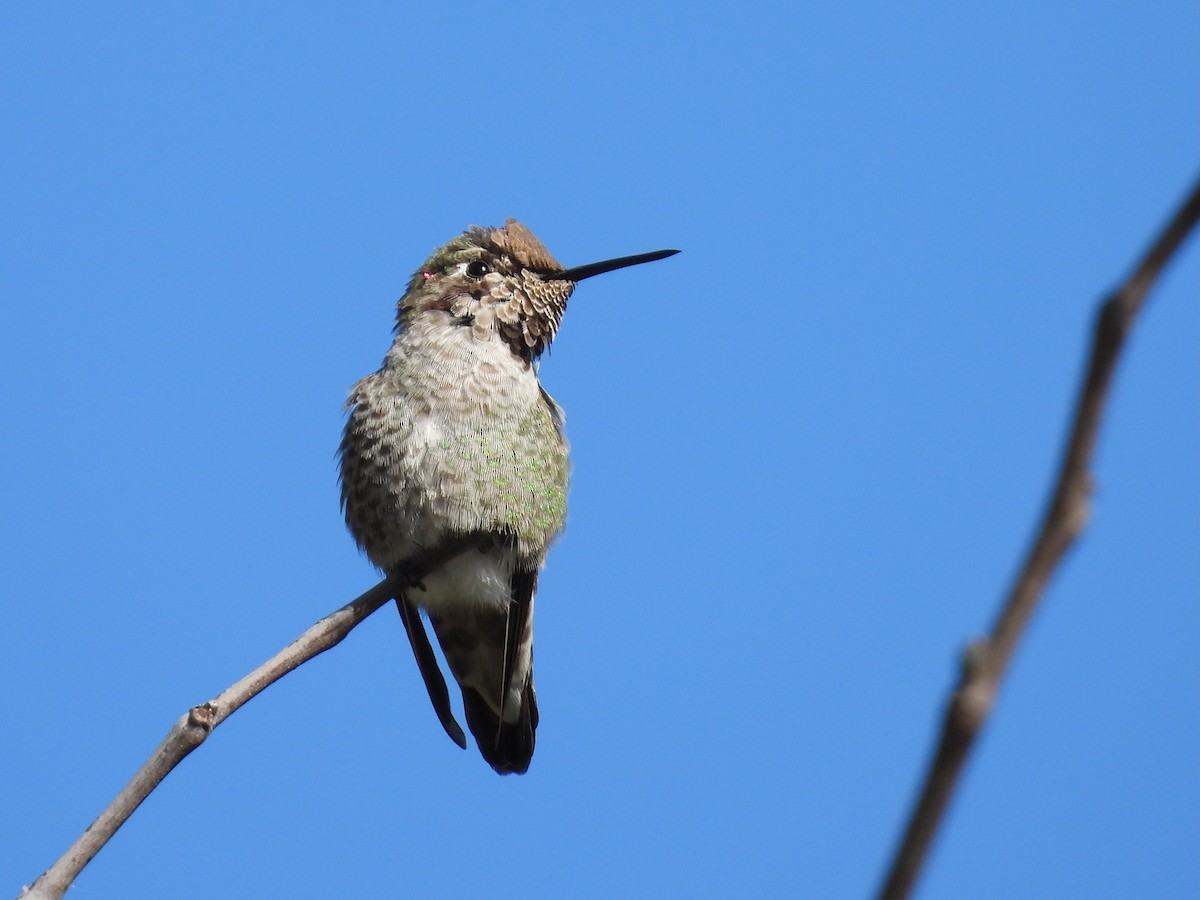 Anna's Hummingbird - ML628949259