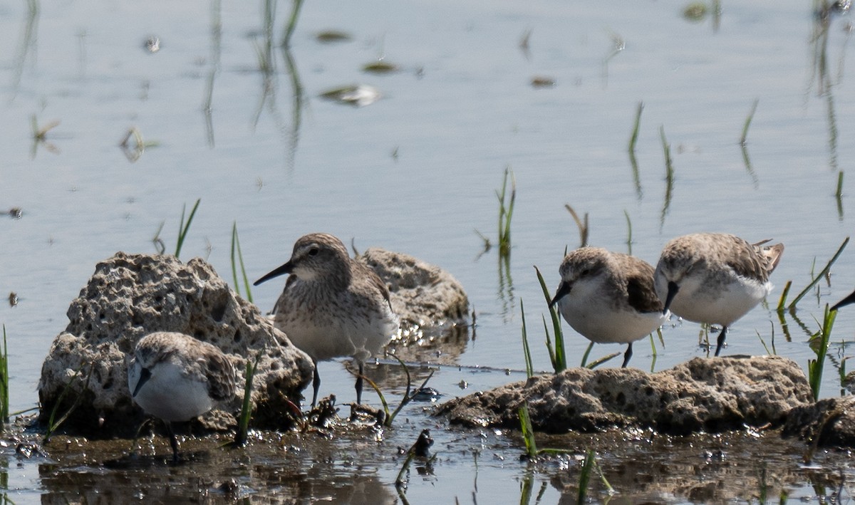 White-rumped Sandpiper - ML628949271