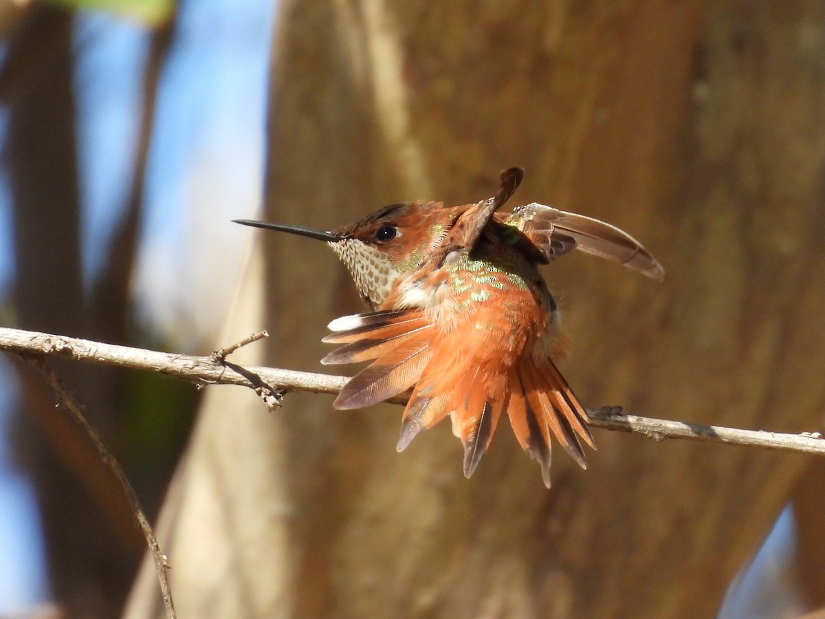 Rufous Hummingbird - ML628949301