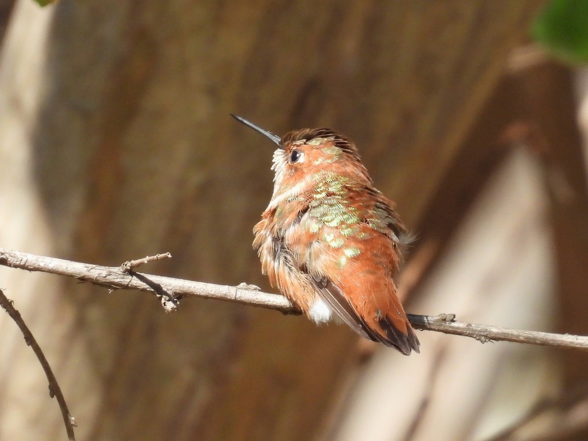 Rufous Hummingbird - ML628949310