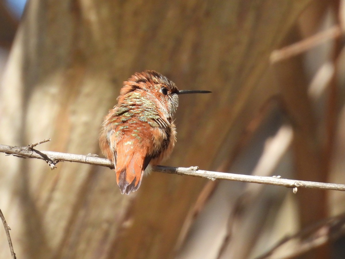 Rufous Hummingbird - ML628949319