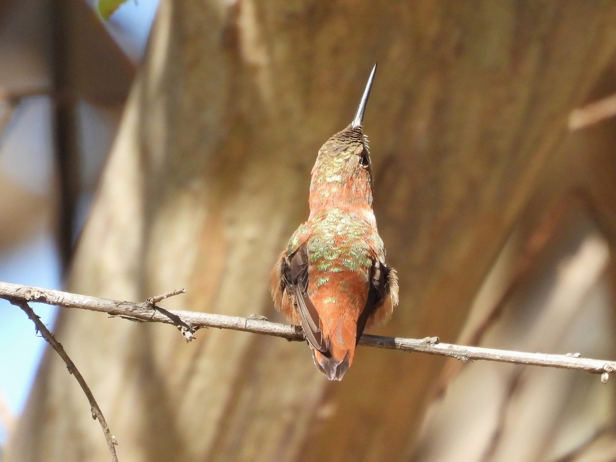 Rufous Hummingbird - ML628949330