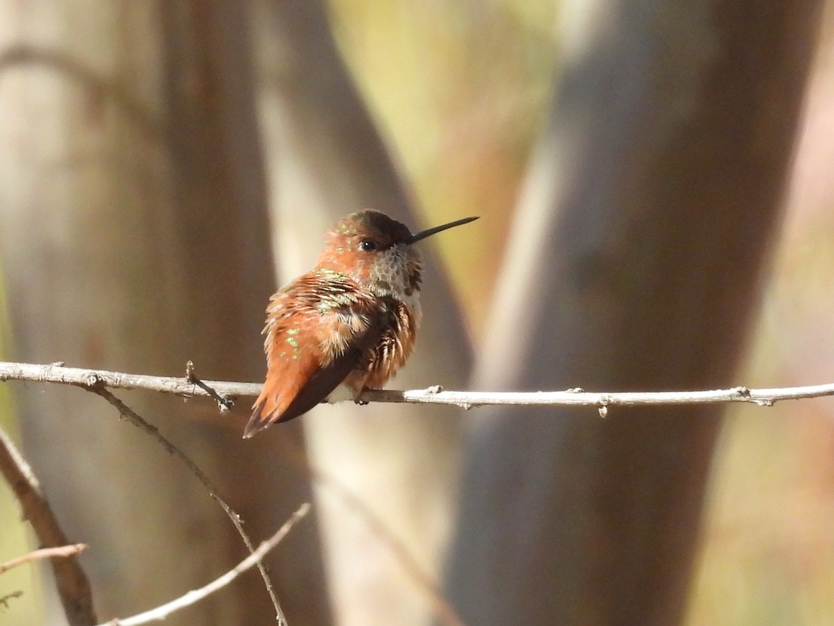 Rufous Hummingbird - ML628949342