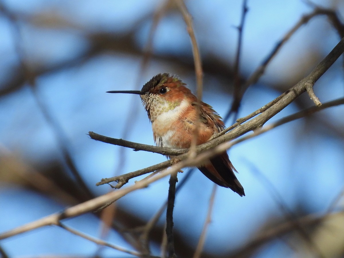 Rufous Hummingbird - ML628949362