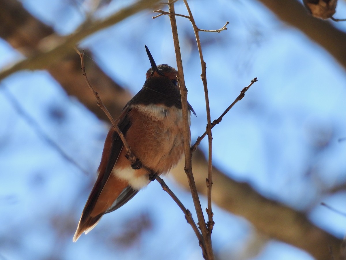 Rufous/Allen's Hummingbird - ML628949369