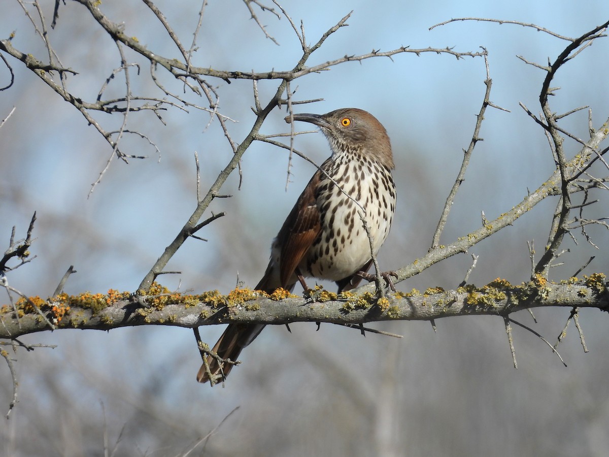 Long-billed Thrasher - ML628949408