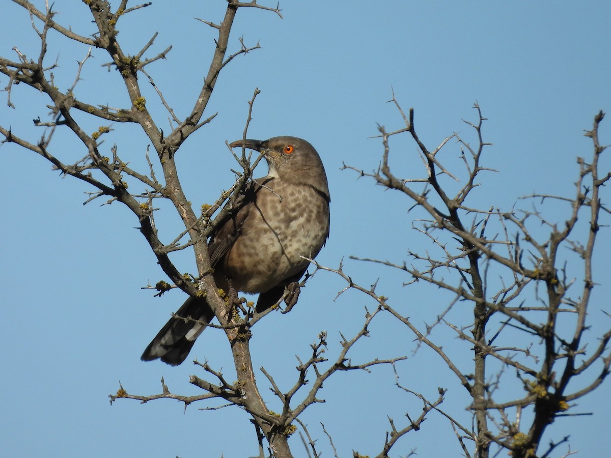 Curve-billed Thrasher - ML628949416