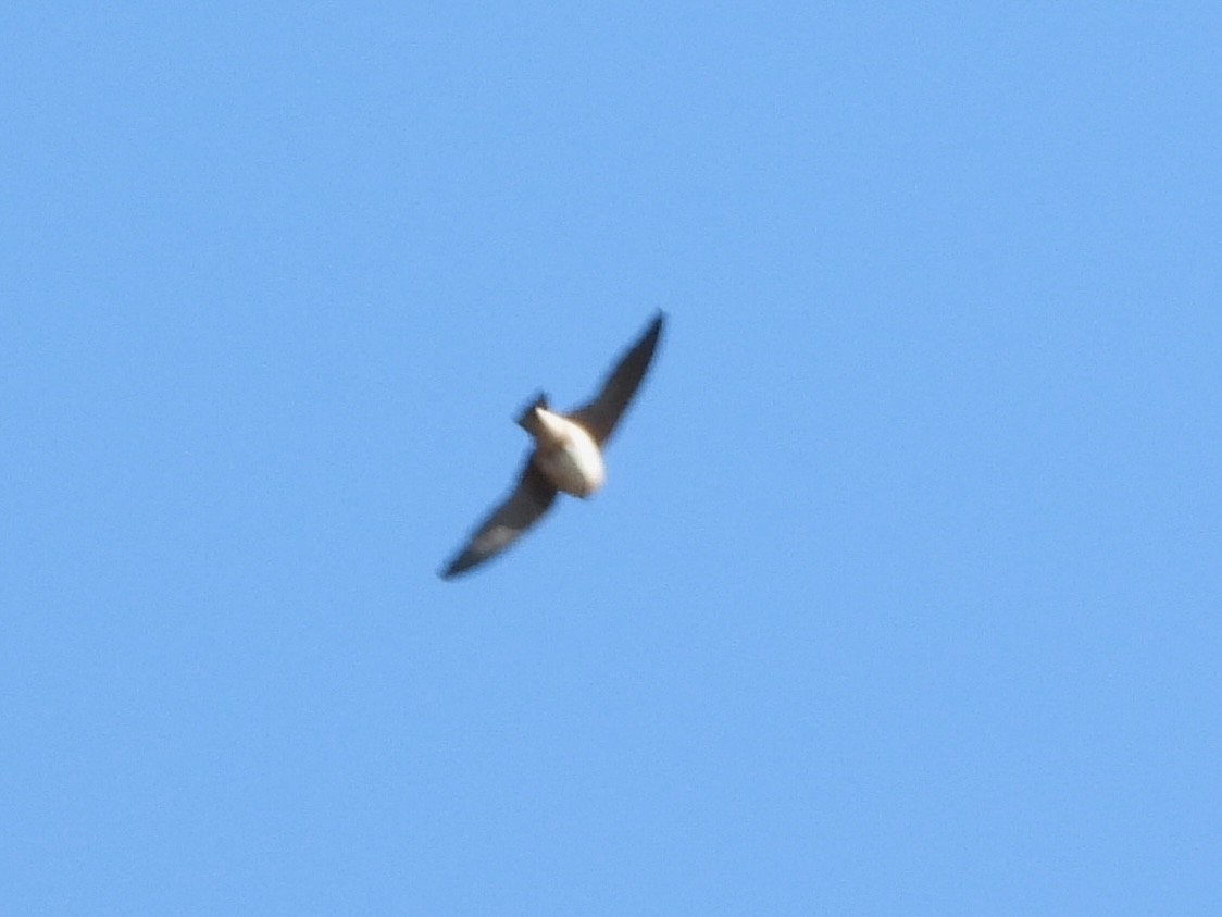 Cave Swallow - ML628949421