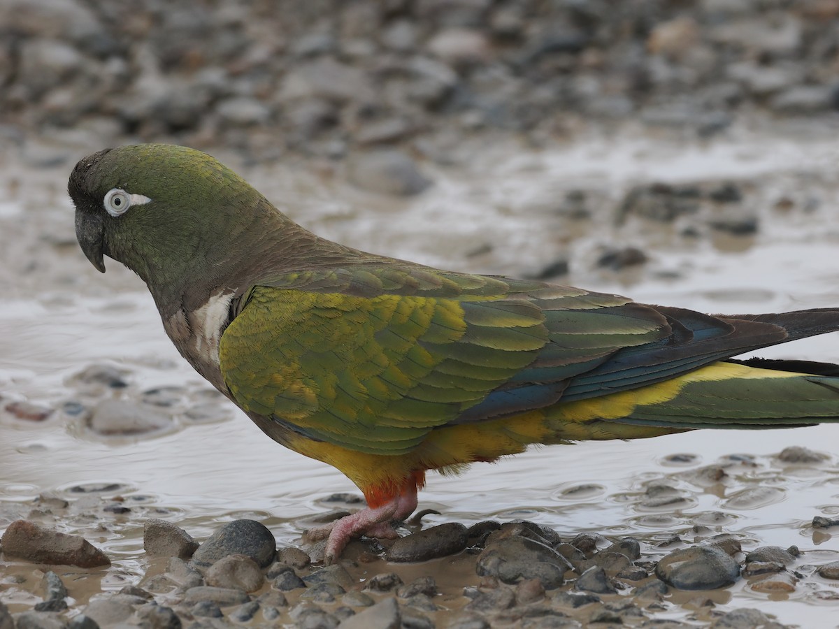 Burrowing Parakeet - ML628949469