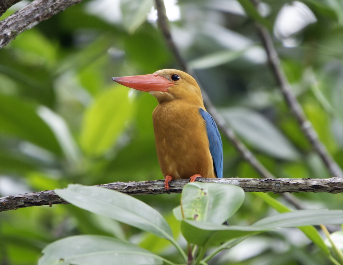 Stork-billed Kingfisher - ML628949524