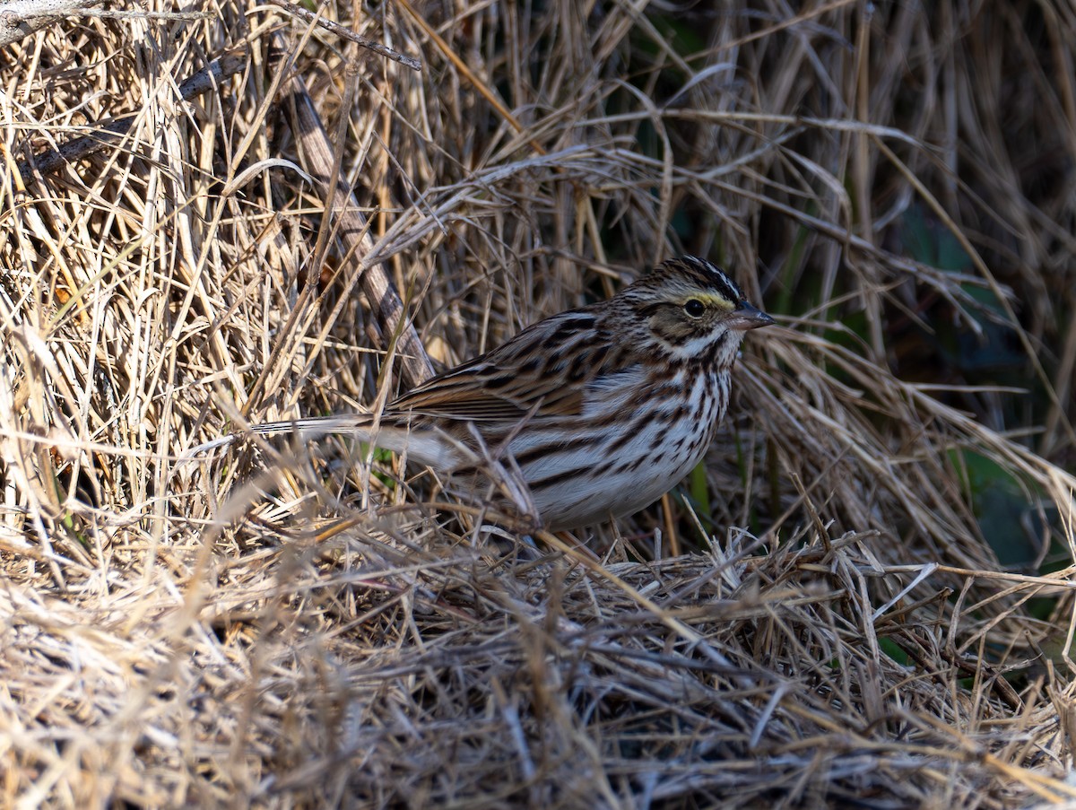 Savannah Sparrow - ML628949591