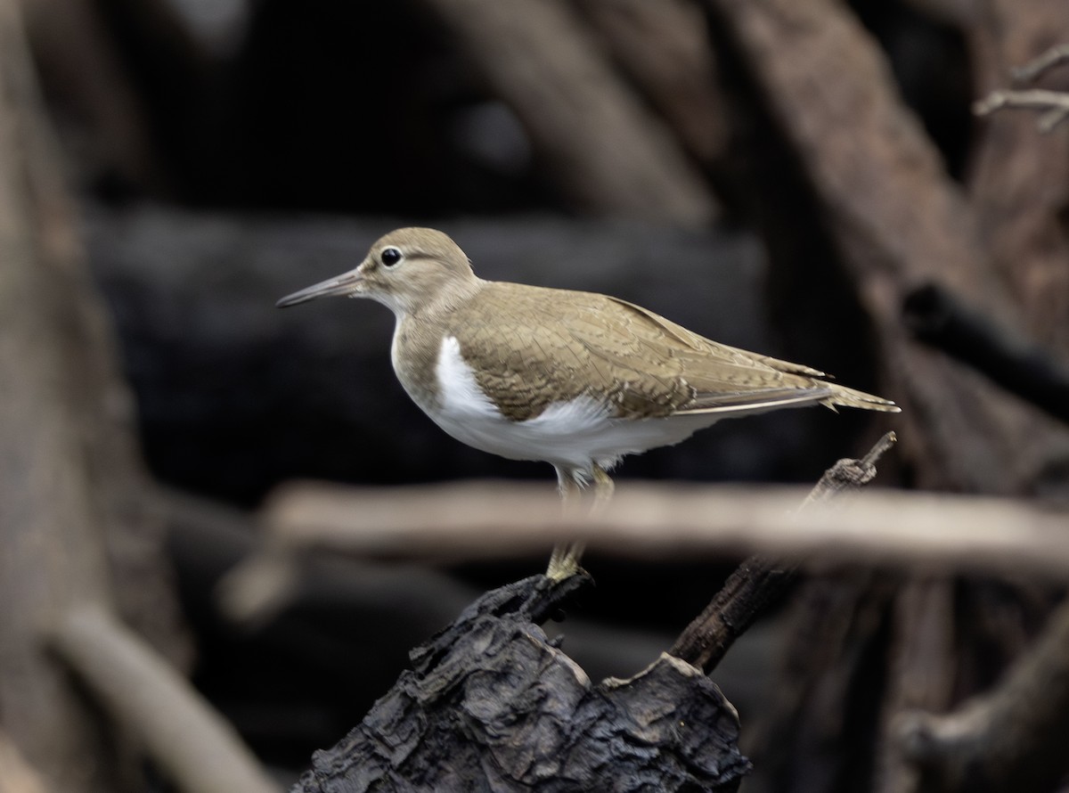 Common Sandpiper - ML628949872