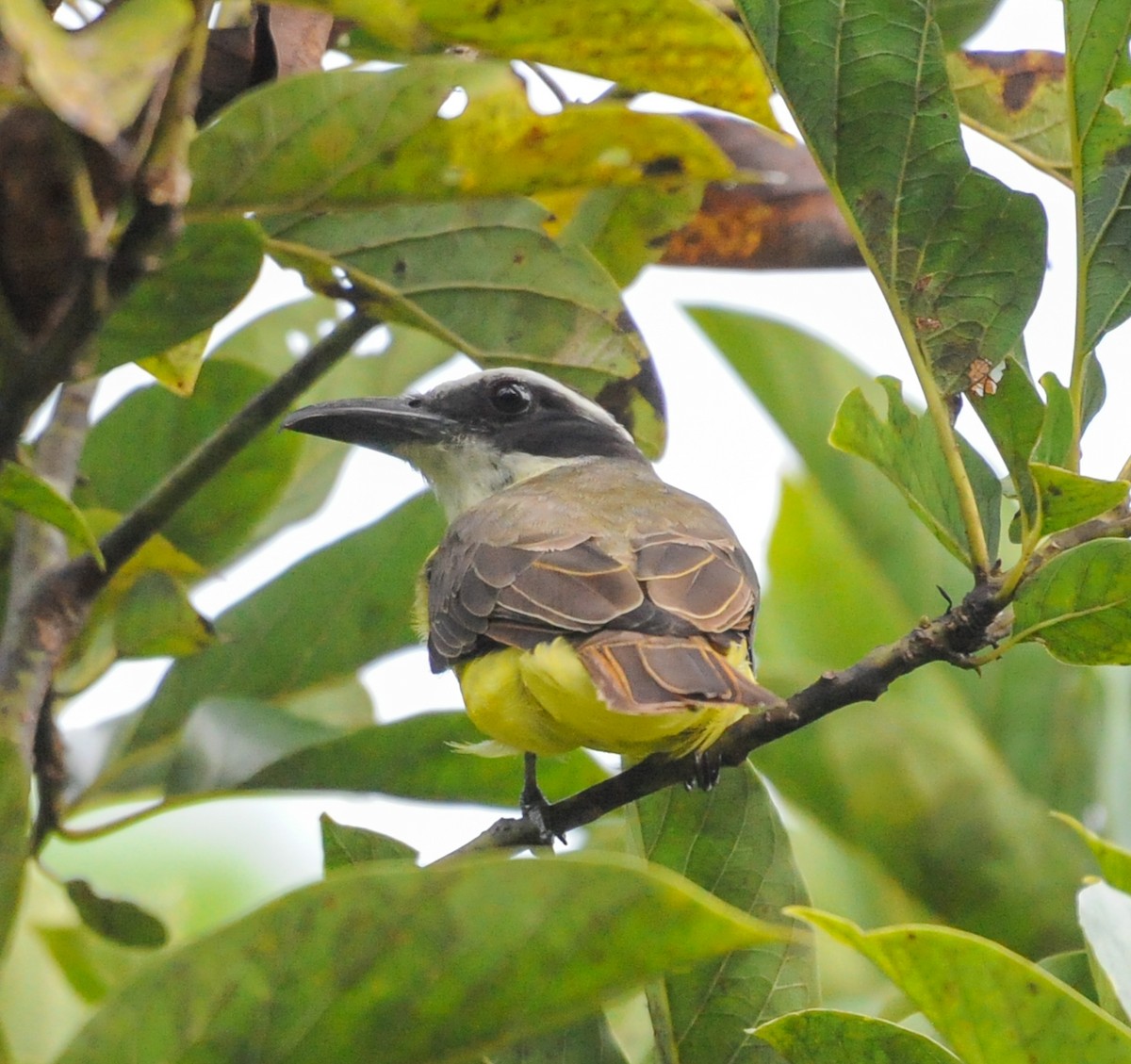 Boat-billed Flycatcher - ML628950136