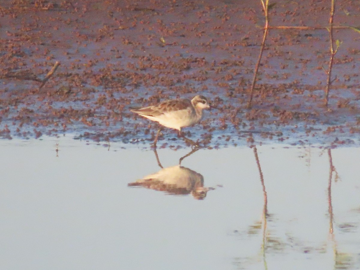 hvithalesvømmesnipe - ML628950207