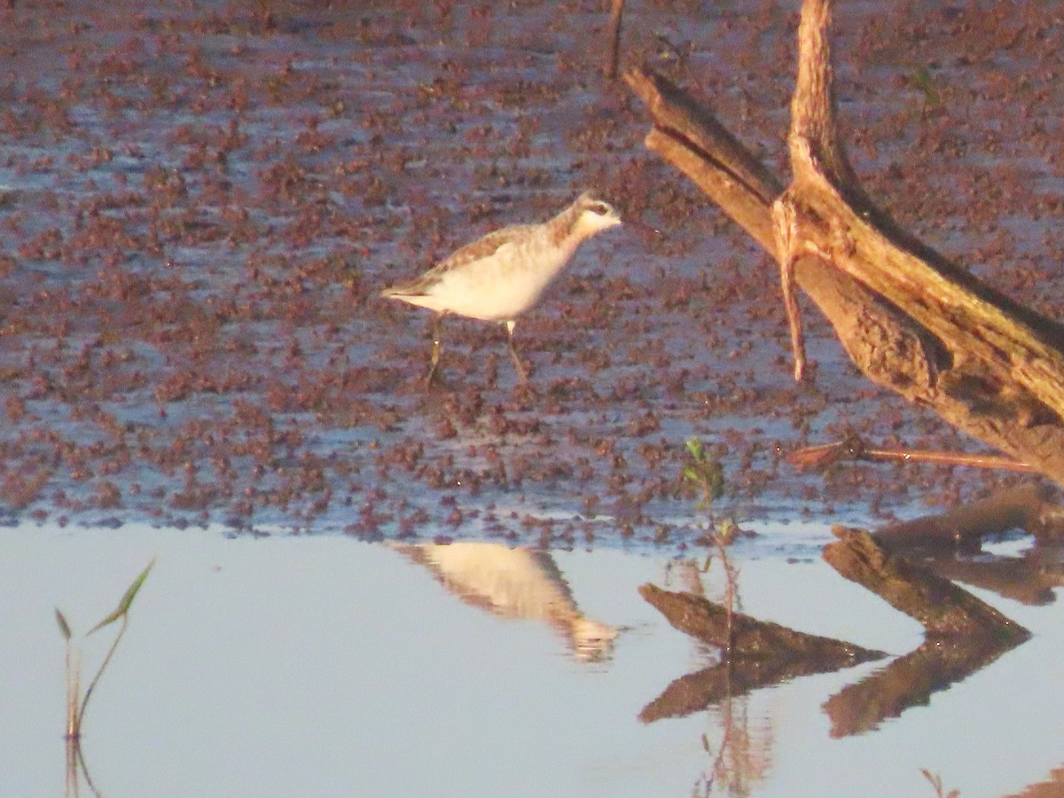 hvithalesvømmesnipe - ML628950208